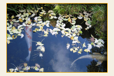 japanese-garden-koi